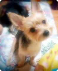 경기도 광명에서 잃어버린 아가찾아요.