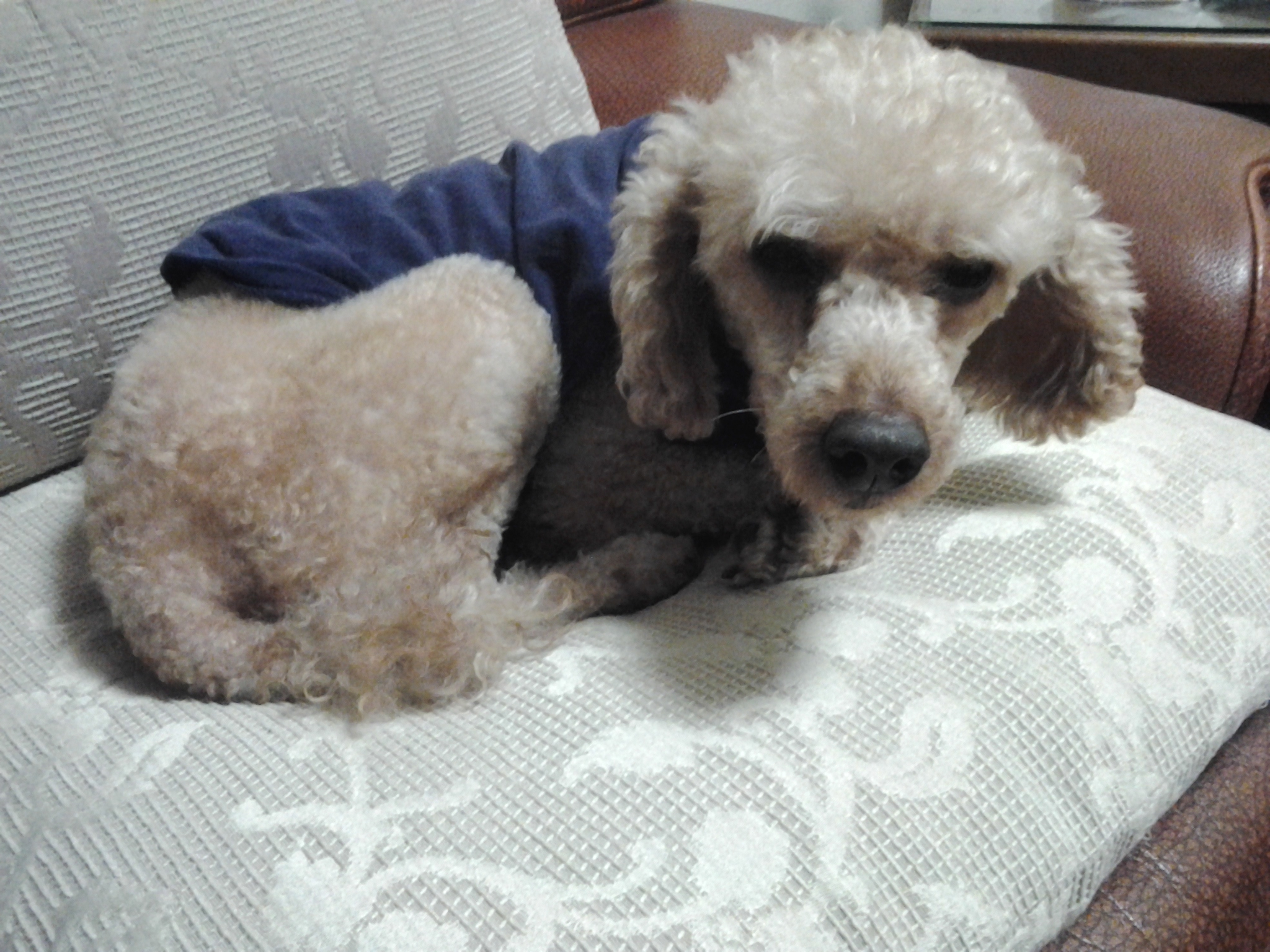 [동대문구 휘경동] 도로에서 길잃은 갈색푸들을 발견했어요