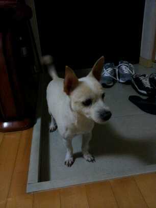 2011-10-1 마포구공덕동 믹스수컷(중성화안함) 약4.3kg 