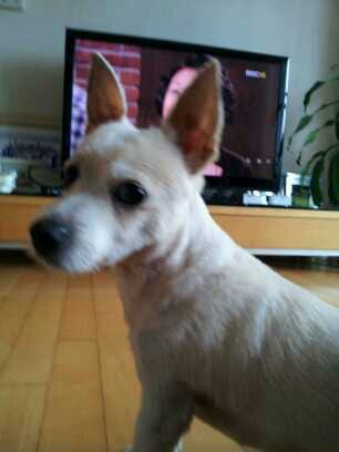 2011-10-1 마포구공덕동 믹스수컷(중성화안함) 약4.3kg 