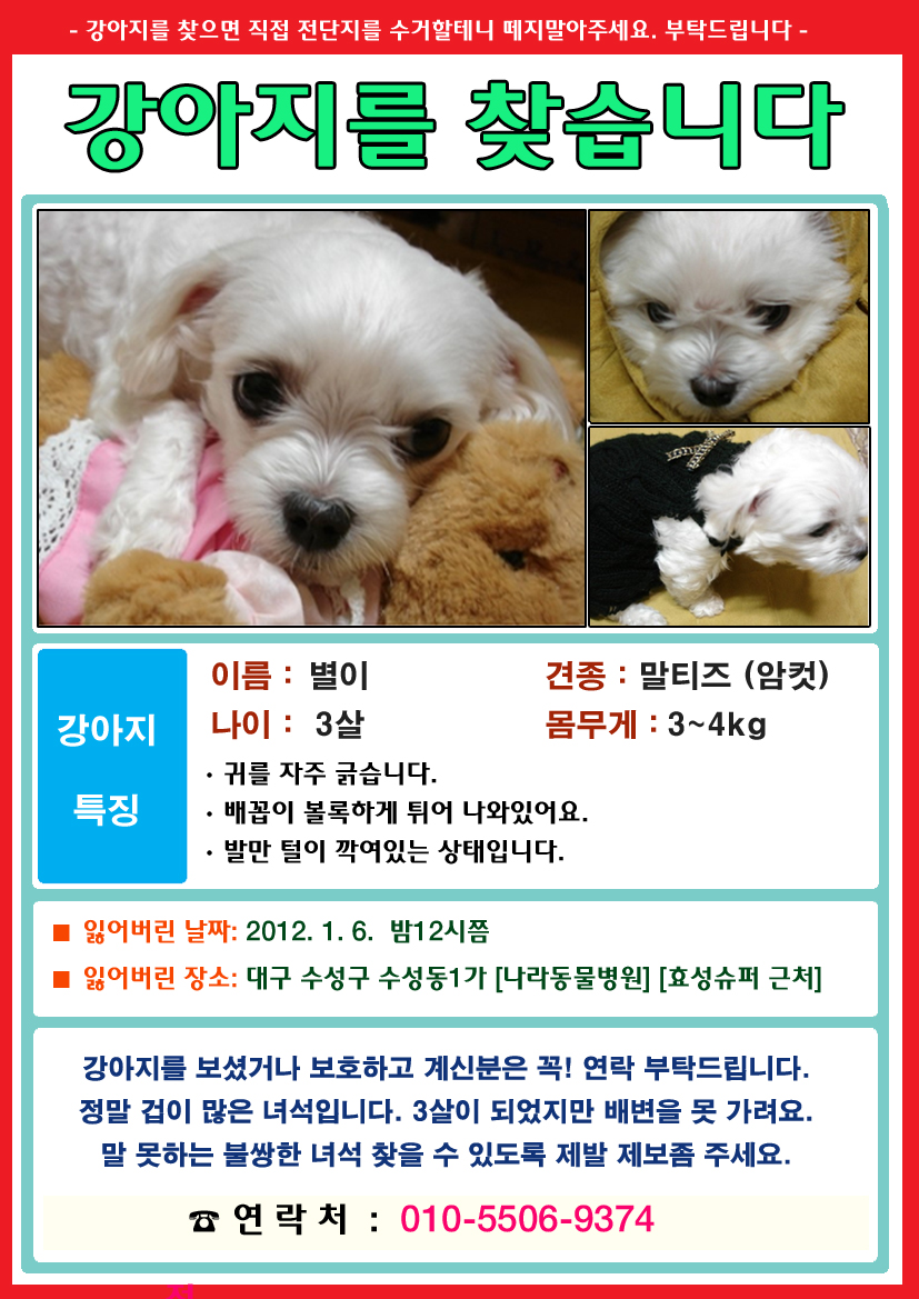 대구 수성구 수성동 1가 효성슈퍼 근처 말티즈 여아를 찾습니다