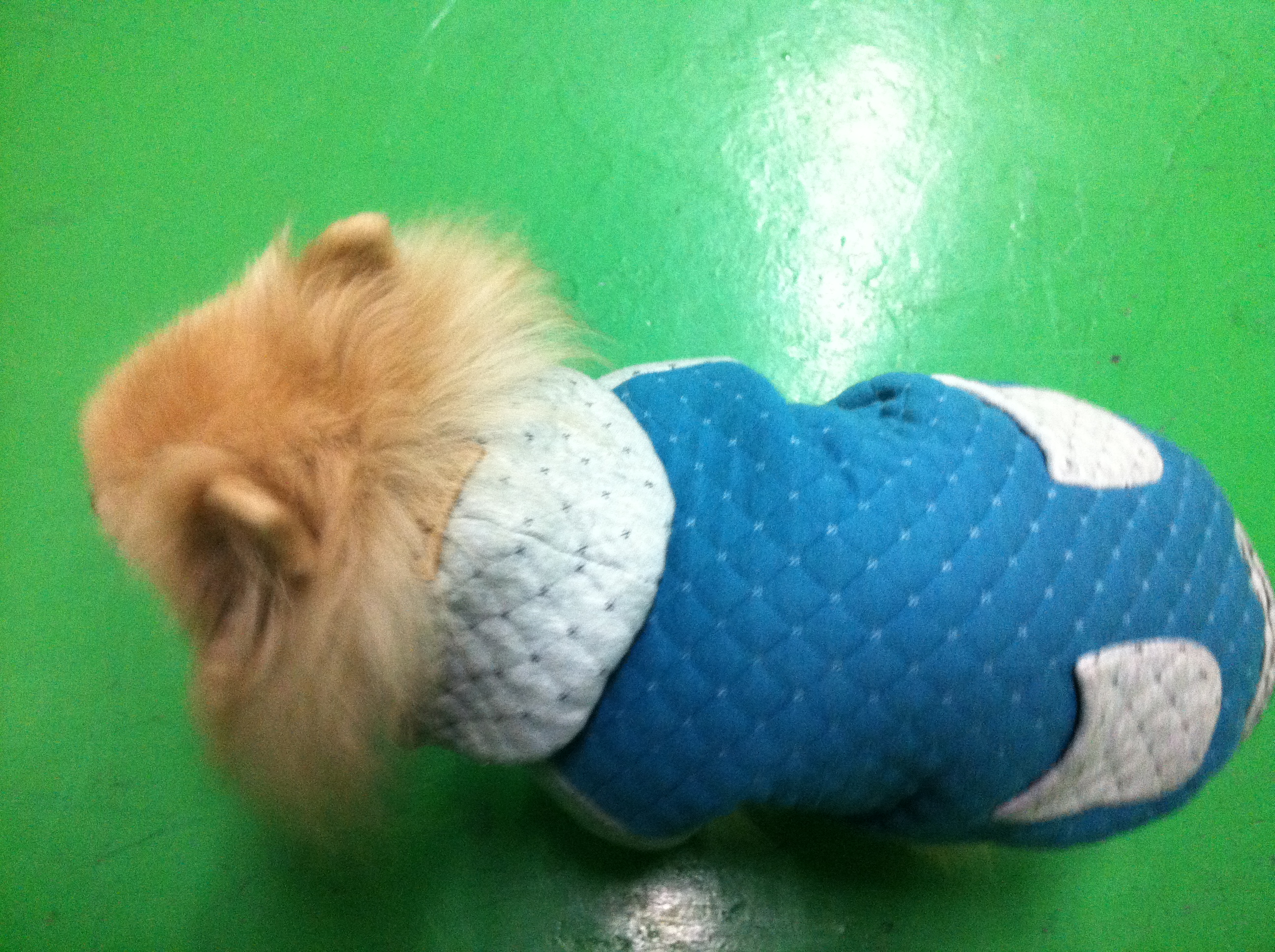 분당 오리역에서 포메라이언? 노견을 주웠어요