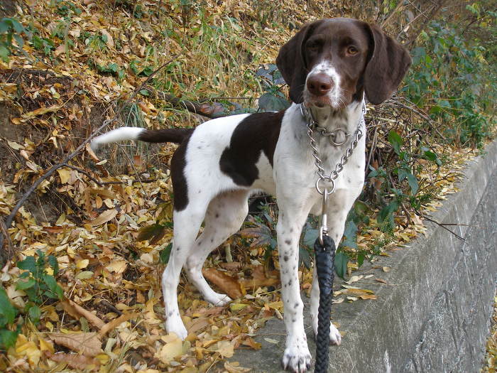 얼룩이(포인터)찾아요