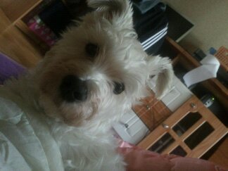 부산/사하구/감천동/화이트슈나우저/암컷/1살