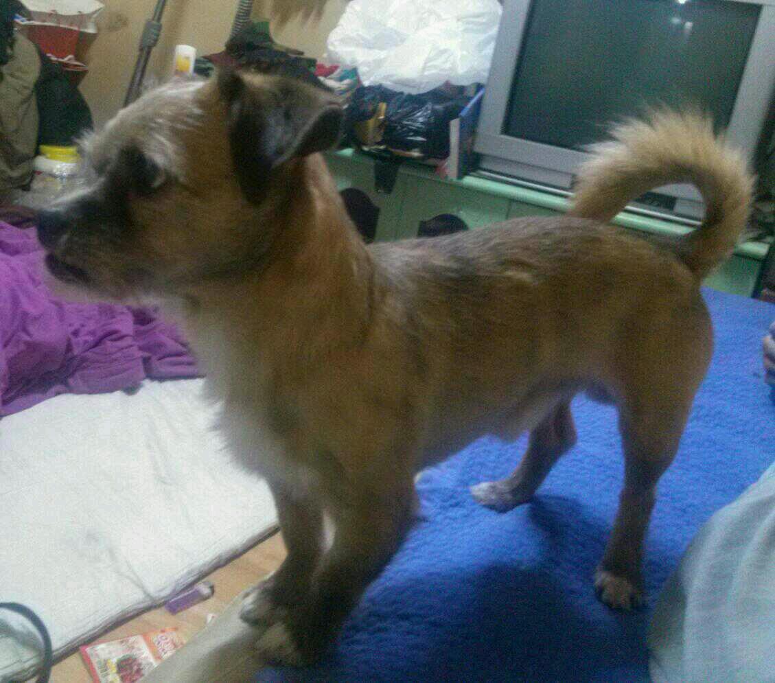 저희 똘이를 찾습니다...