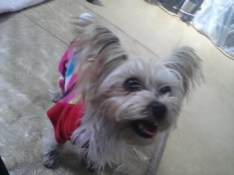 서울시 용산구 한강로 요크셔테리아(암컷) 분실!!!