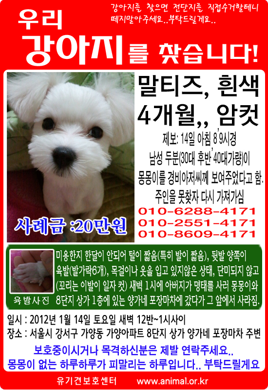 우리 몽몽이 찾아주세요!! 말티즈 4개월 암컷 흰색 육발
