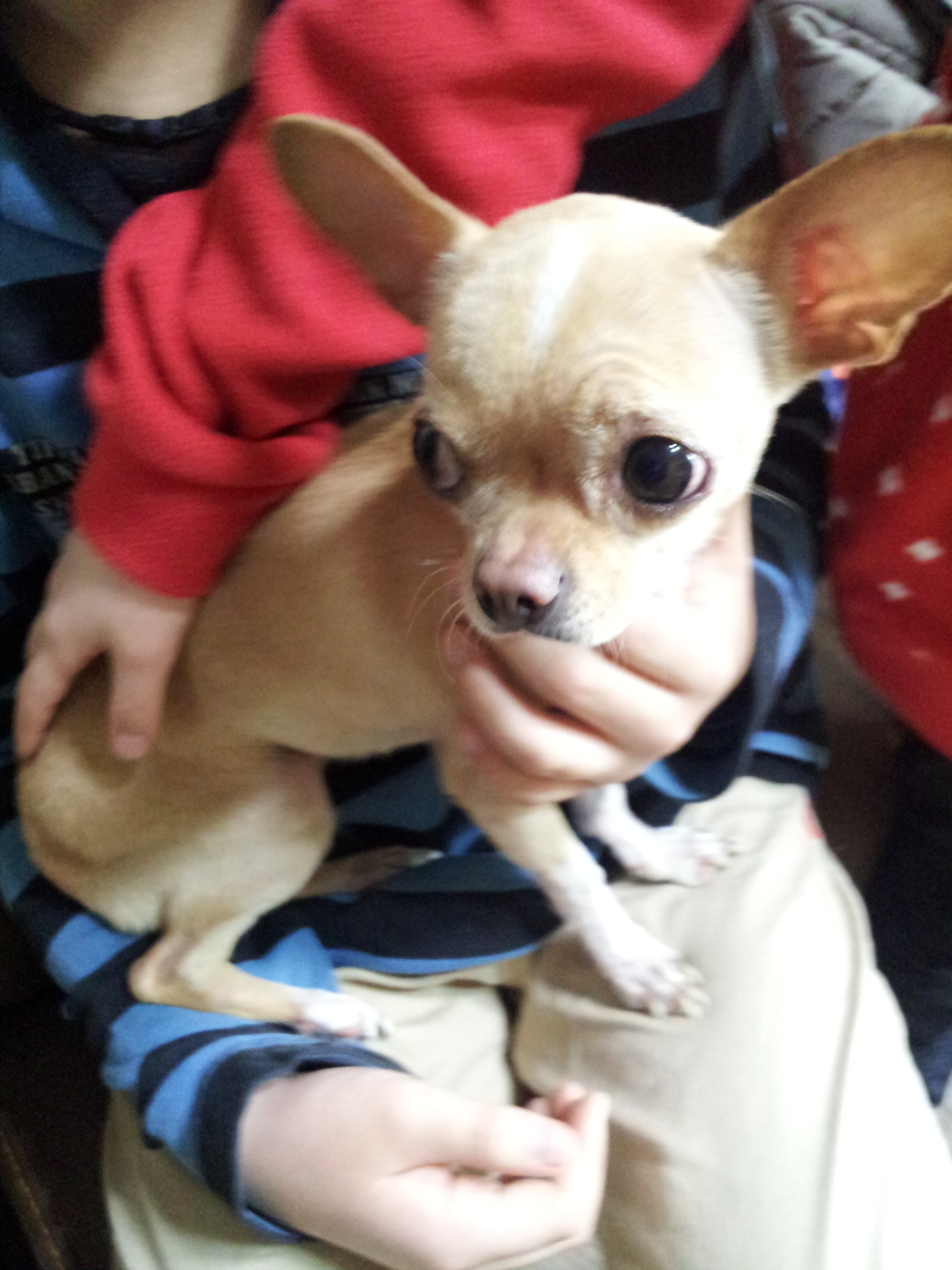 군산에서 치와와 주인을 찾아요