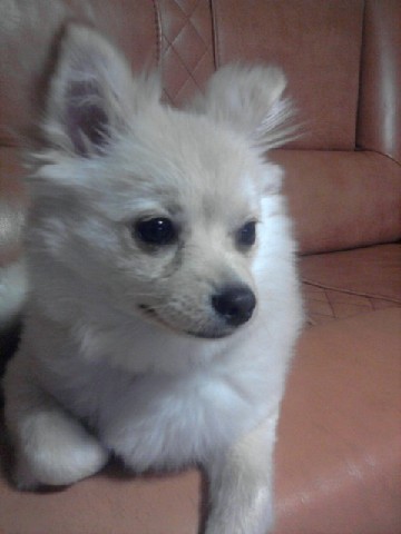 대전시유성구관평동입니다, 만두를 찾습니다.