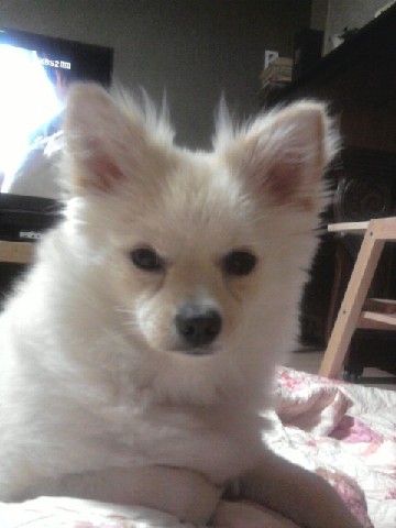 대전시유성구관평동입니다, 만두를 찾습니다.