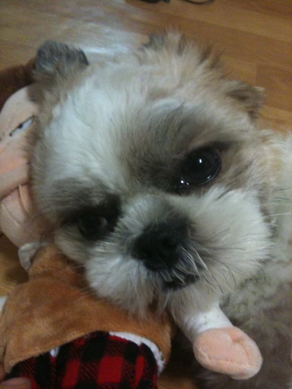 서울 중랑구 망우3동 시츄 (여) 찾습니다