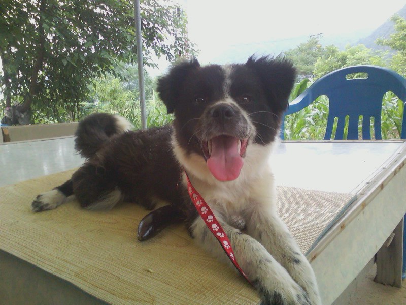 강원도 화천, 콜리 보호중이신 분..