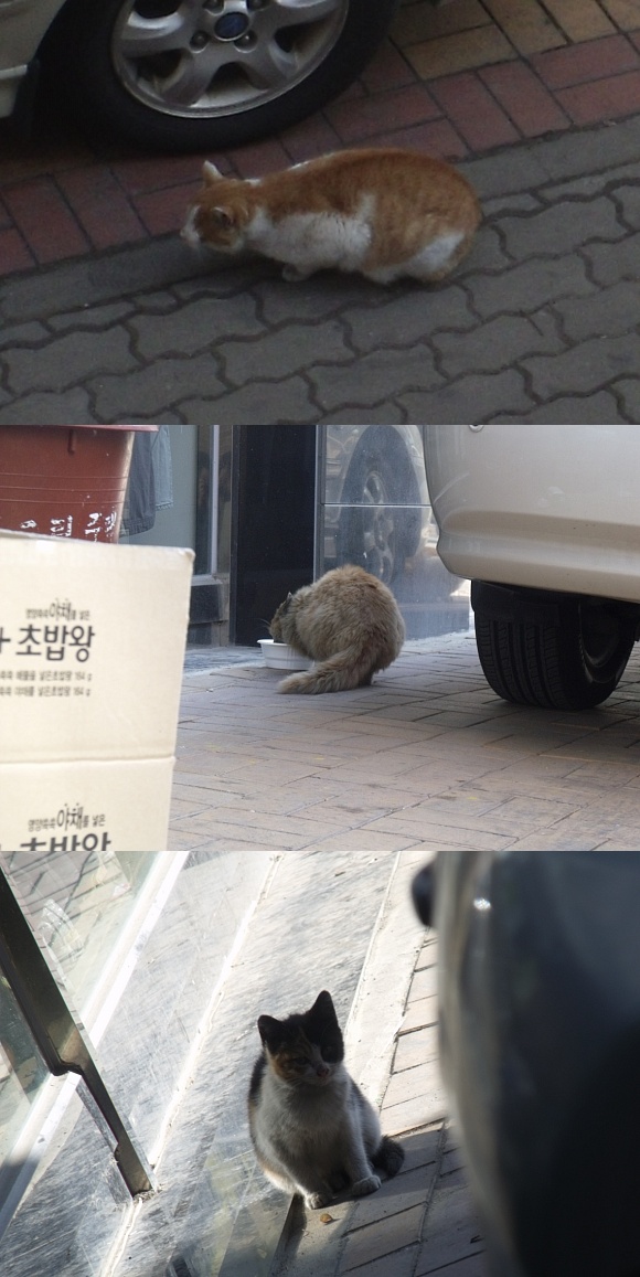 집앞에 길고양이가 있는데 너무 불쌍해서..