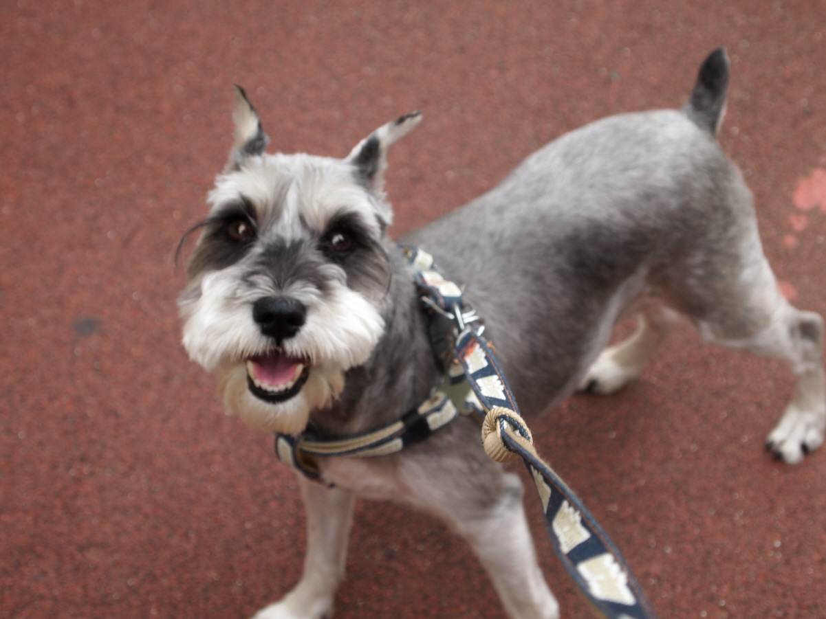 부산해운대구슈나우져찾아요