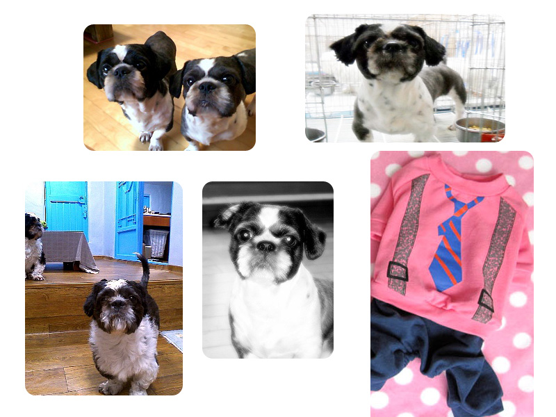 서울시 성북구 종암동에서 시츄를 잃어버렸어요