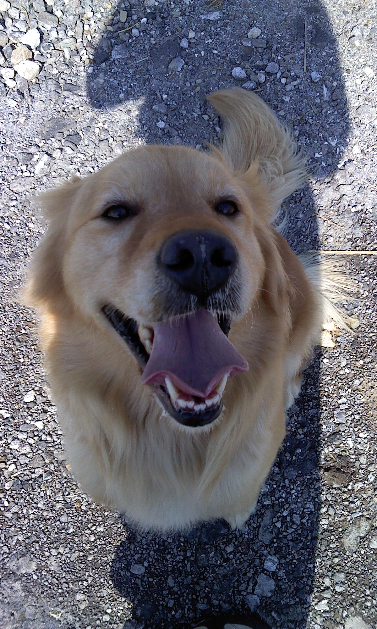 경남 창원시 마산합포구 진전면 양촌리 골든리트리버 리자를 찾습니다