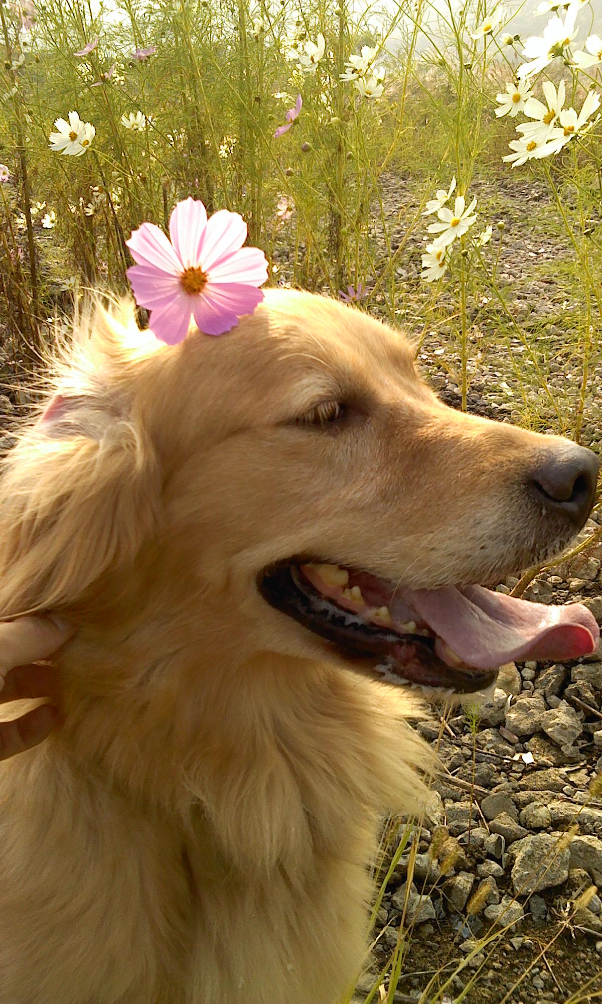 경남 창원시 마산합포구 진전면 양촌리 골든리트리버 리자를 찾습니다