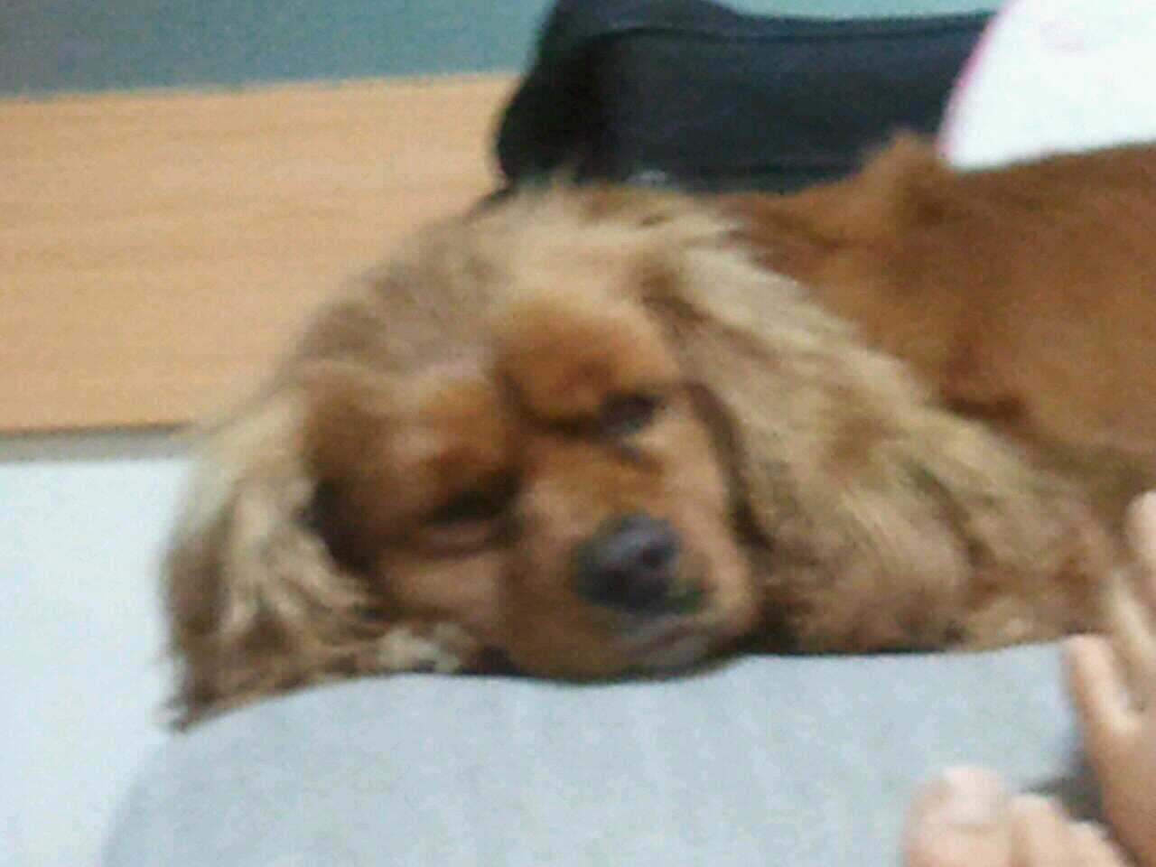 잉글랜드코카스파니엘/여아/서대문구/주인찾고있어요