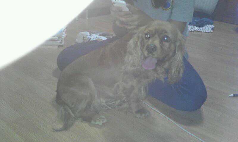 잉글랜드코카스파니엘/여아/서대문구/주인찾고있어요