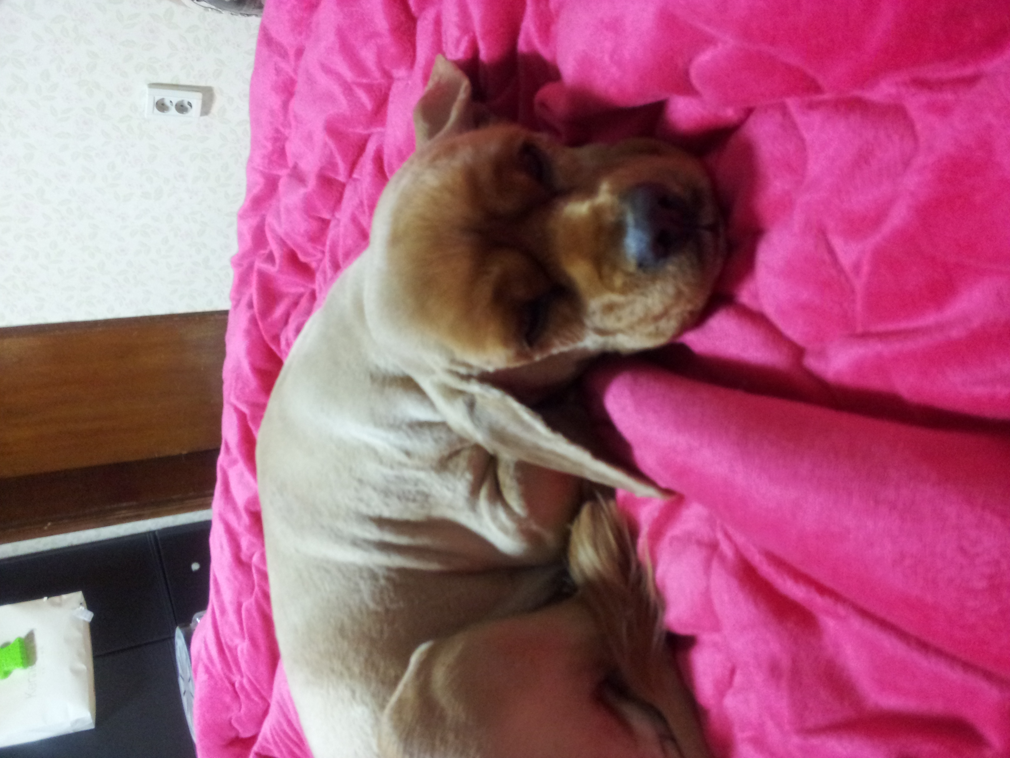 잉글랜드코카스파니엘/여아/서대문구/주인찾고있어요