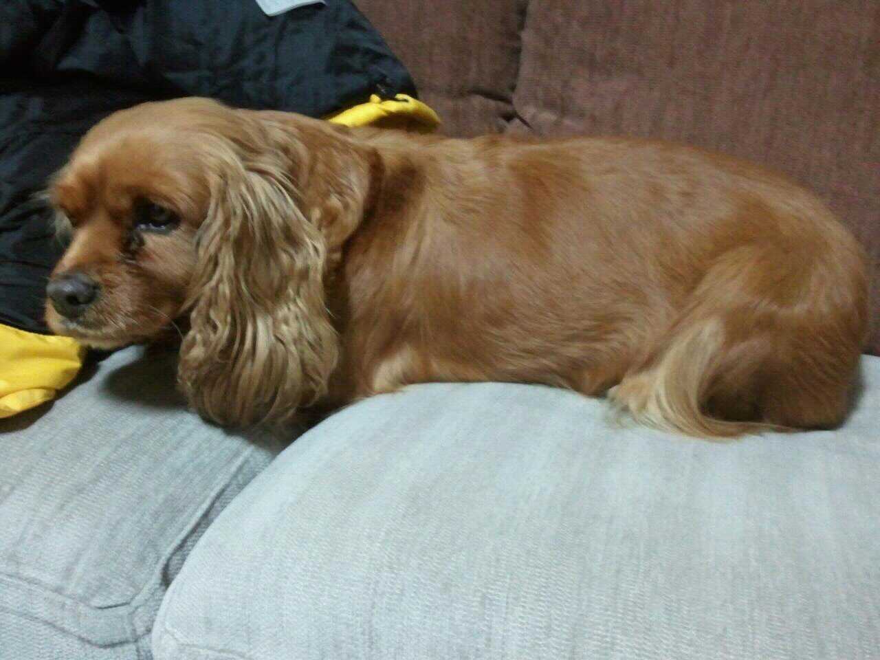 잉글랜드코카스파니엘/여아/서대문구/주인찾고있어요