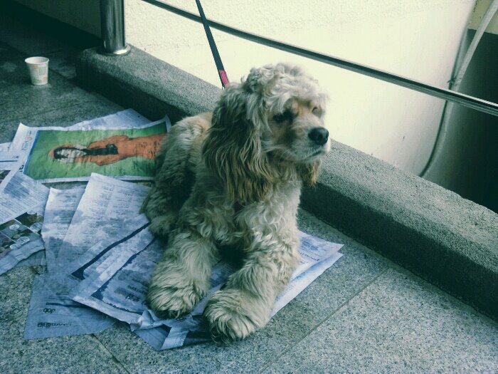 경남 창원시 마산 경남대 코카스파니엘 주인을 찾습니다.