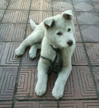 경남 창원시 마산 경남대 진돗개 믹스견 추정 주인을 찾습니다.