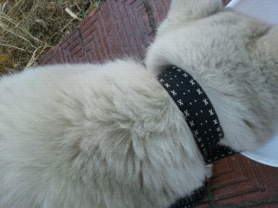 경남 창원시 마산 경남대 진돗개 믹스견 추정 주인을 찾습니다.