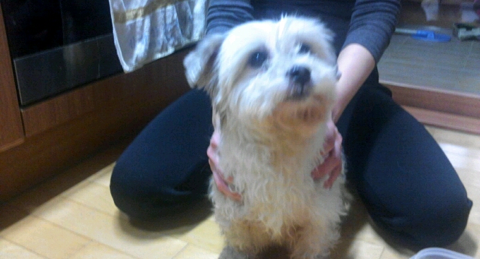 하남시 덕풍동 말티즈 믹스견 주인 찾아요,