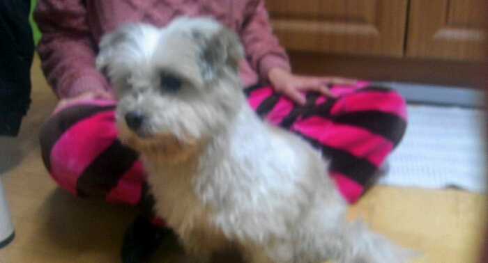 하남시 덕풍동 말티즈 믹스견 주인 찾아요,