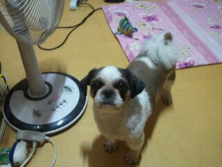 수컷 시츄 강아지를 찾습니다(사진有) 