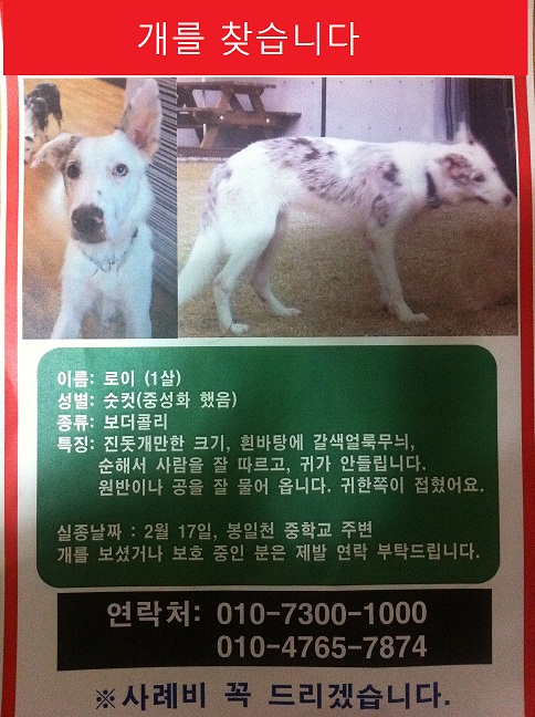 보더콜리 로이를 찾습니다. 경기도 파주 봉일천 부근