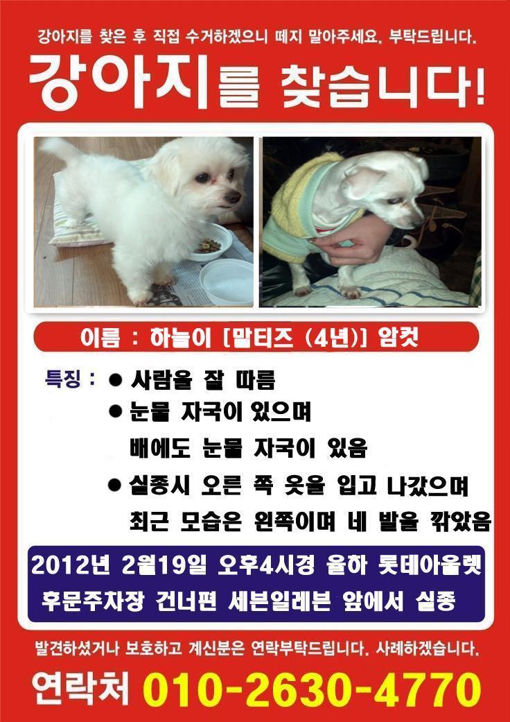 대구 동구 율하동 말티즈 찾습니다.