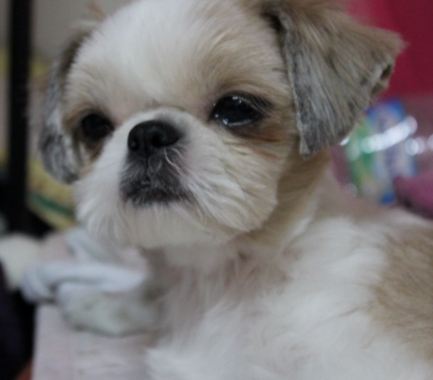 성남 야탑 매화마을에서 발견한 시츄여아 보호하고있습니다.