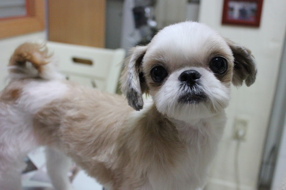 성남 야탑 매화마을에서 발견한 시츄여아 보호하고있습니다.