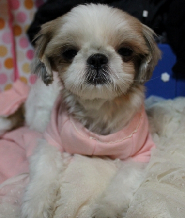 성남 야탑 매화마을에서 발견한 시츄여아 보호하고있습니다.