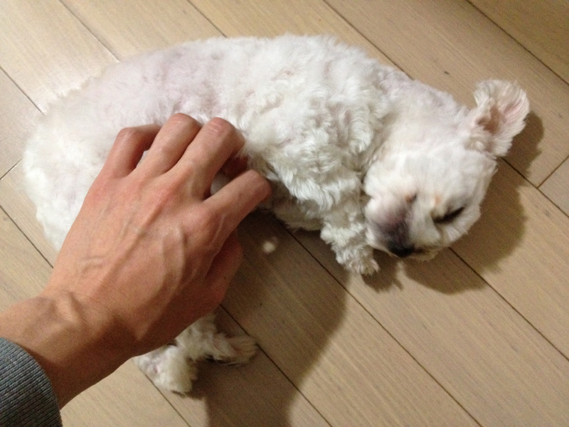 아래 수유동 말티 남아 사진 추가