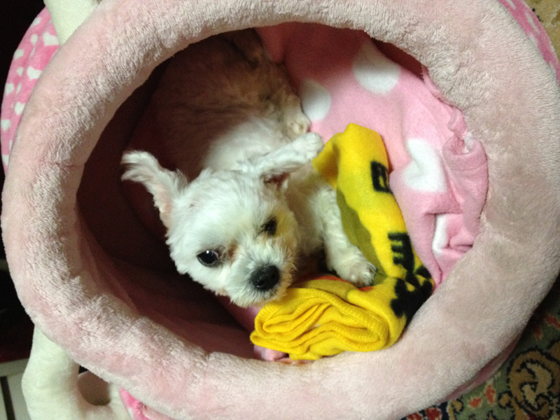 아래 수유동 말티 남아 사진 추가