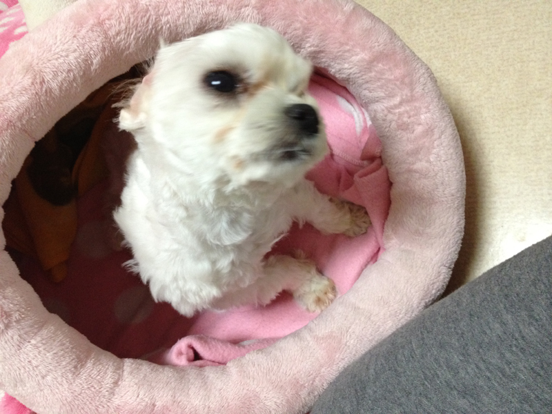 아래 수유동 말티 남아 사진 추가