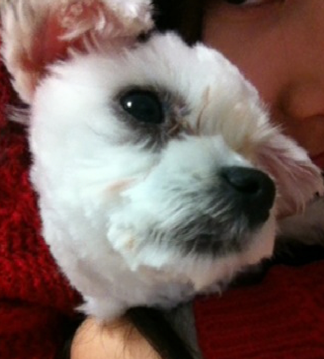 수유동 말티 남아 보호하고있습니다