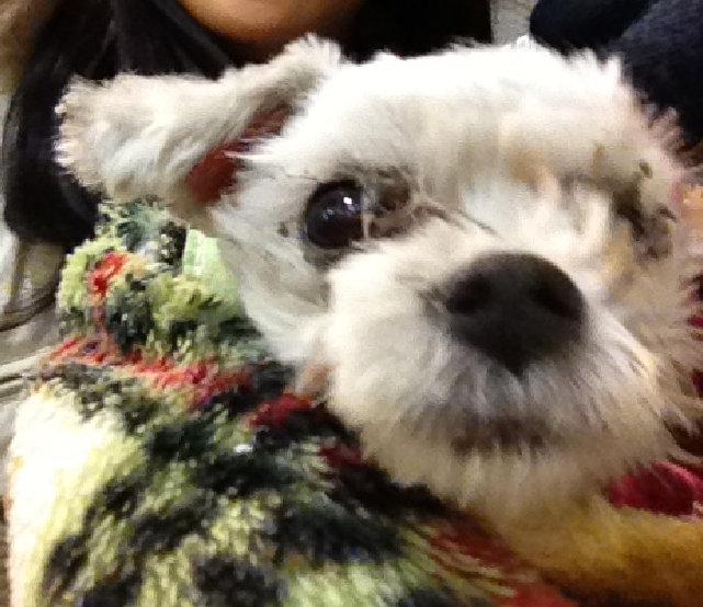 수유동 말티 남아 보호하고있습니다