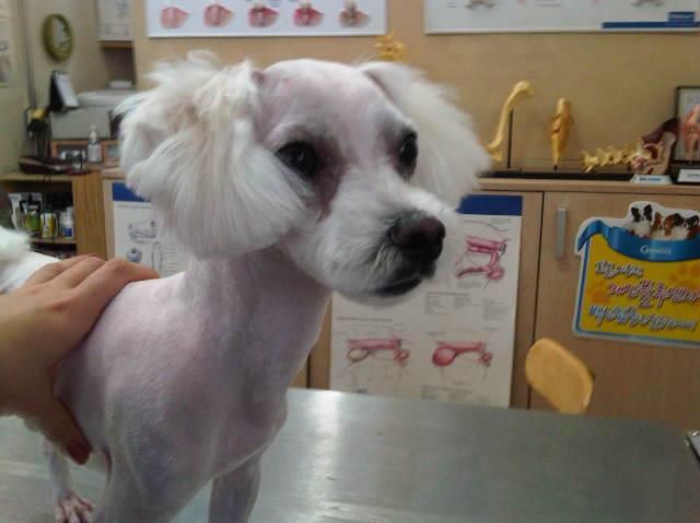 고양시 덕양구 아랫내유동 말티즈 수컷 보호중입니다 