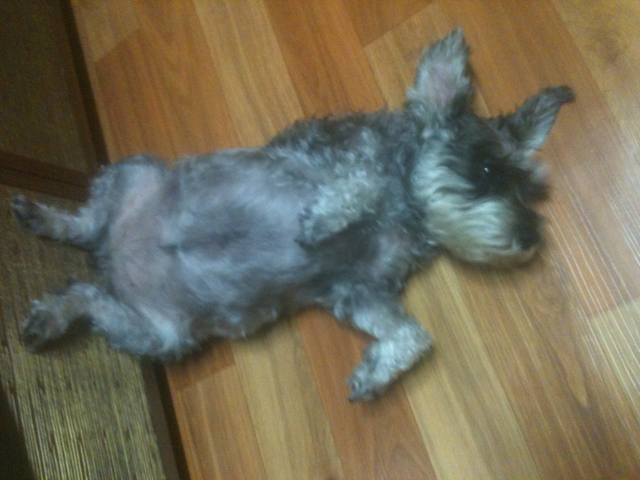 울산 동구 슈나우저 여아 찾아요