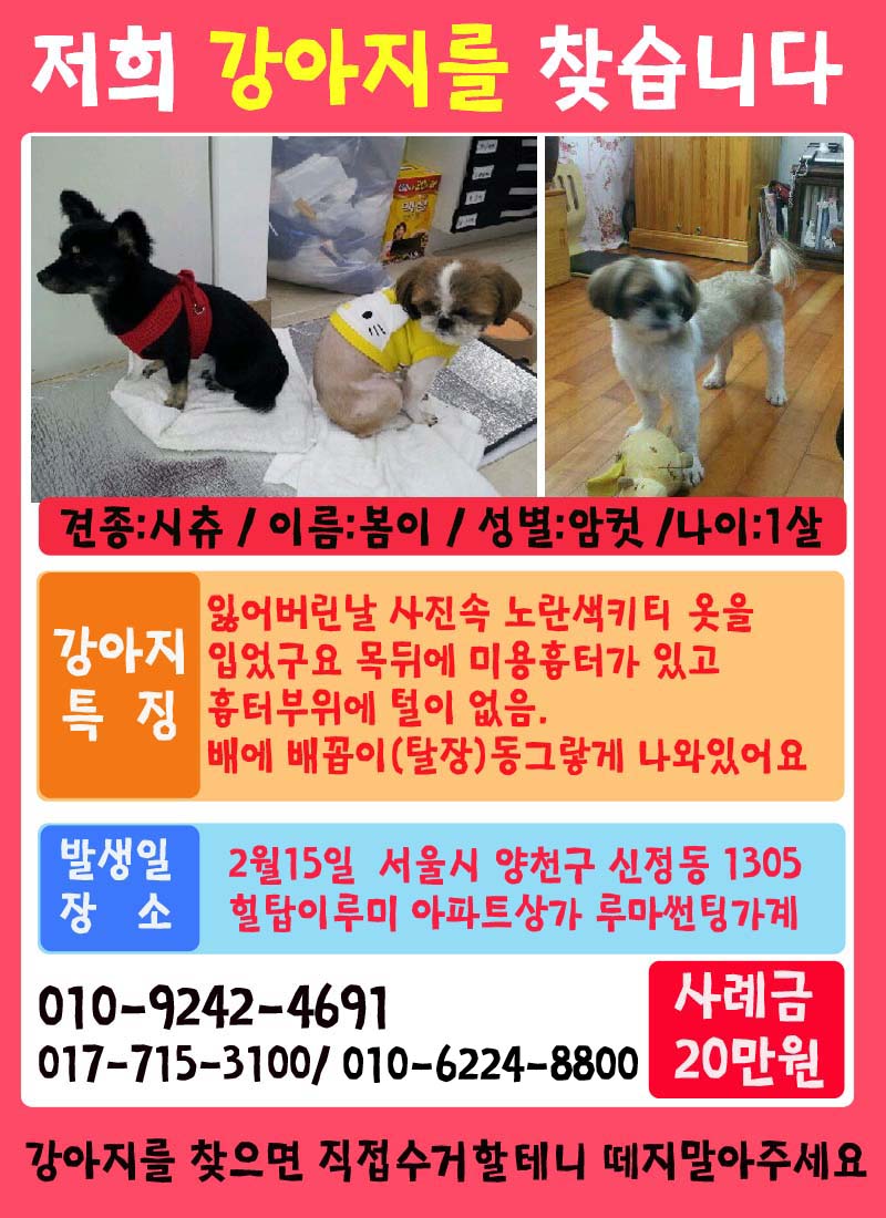 서울 양천구 시츄 찾습니다(사례20만원)