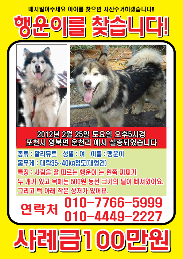 행운이를 찾습니다