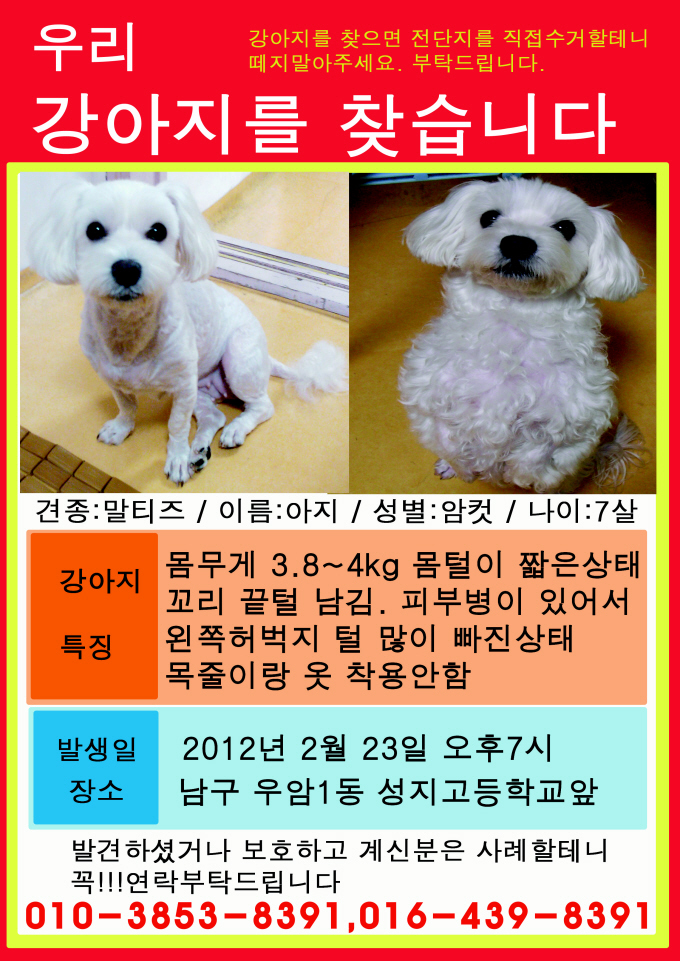 부산 남구 말티즈 여아 아지를 찾습니다
