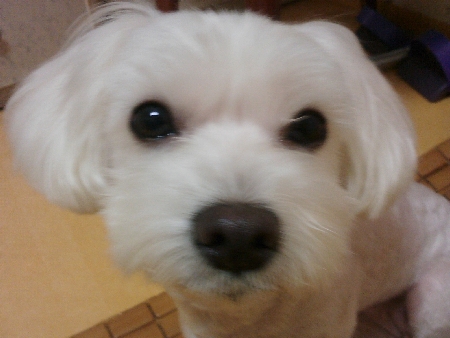 부산 남구 말티즈 여아 아지를 찾습니다