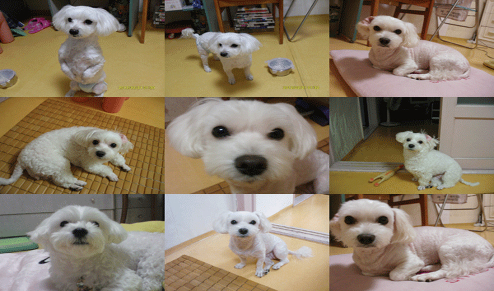 부산 남구 말티즈 여아 아지를 찾습니다