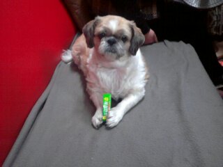 뽀삐를 찾아주세요