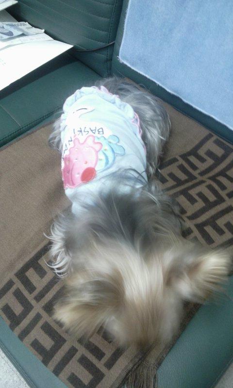 천안 요크셔 수컷 보호중이라네요.